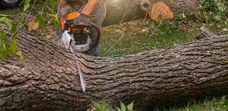 Best Fruit Tree Pruning  in Orting, WA