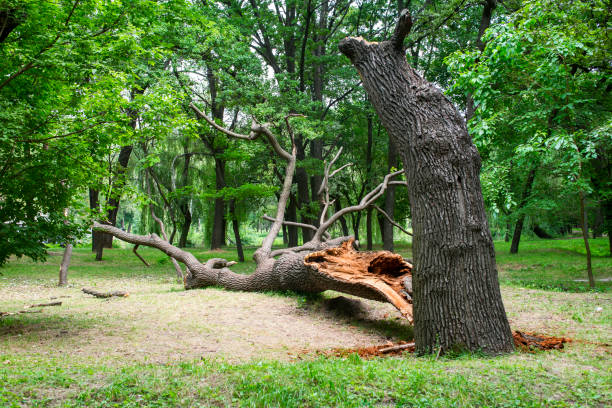 Best Storm Damage Tree Cleanup  in Orting, WA