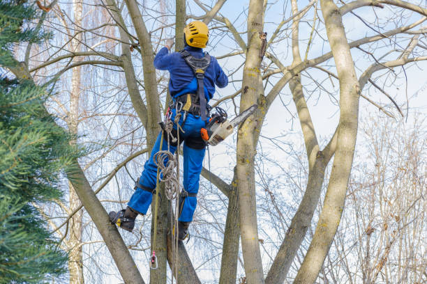 Mulching Services in Orting, WA