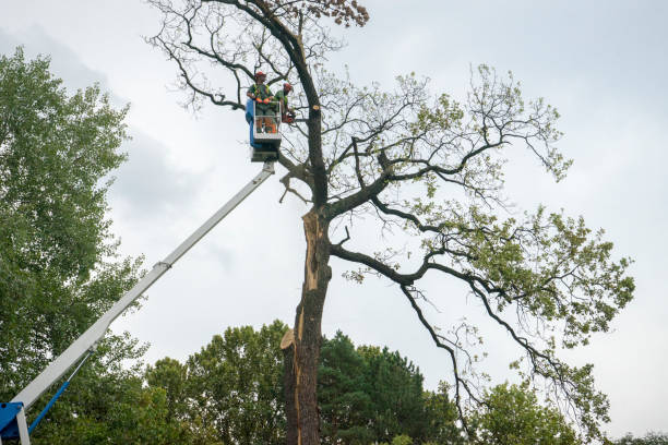 Professional Tree Care in Orting, WA