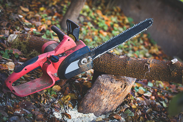 Orting, WA Tree Care Company
