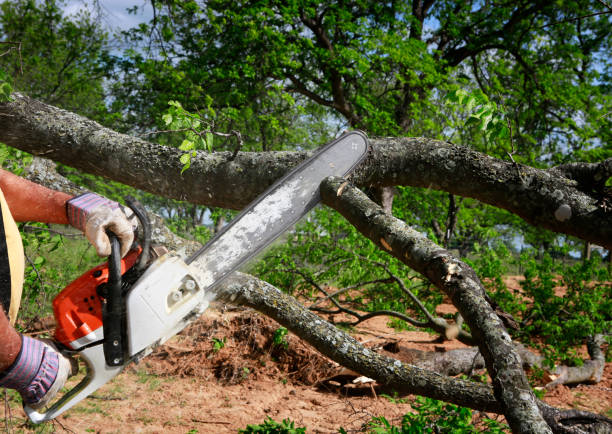Best Tree Preservation Services  in Orting, WA